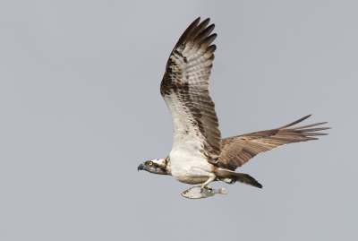 <i class='fa fa-user'></i> Gejo Wassink |   Visarend  <i class='fa fa-eye'> 279</i>  <i class='fa fa-thumbs-up'> 4</i>   <i class='fa fa-comment-o'> 5</i>