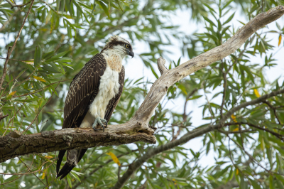 <i class='fa fa-user'></i> Annie Keizer |   Visarend  <i class='fa fa-eye'> 326</i>  <i class='fa fa-thumbs-up'> 15</i>   <i class='fa fa-comment-o'> 11</i>