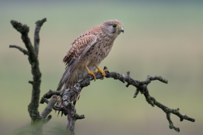 Gemaakt rond zonsopgang vanuit mijn zolderraam. Ik woon op het platteland en er zijn heel veel roofvogels aktief in de omgeving. Voor mijn raam (kiepraam met verduistering) is een weiland met drie bomen (ongeveer 10m weg) waar heel veel vogels komen.