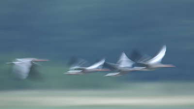 Deze kreatieve benadering van vogelfotografie is niet altijd welkom op Birdpix, toch probeer ik het omdat ik veel genoegdoening vind in het 'anders benaderen' van een gewone vogel. Ben benieuwd waar die terecht komt......