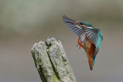 <i class='fa fa-user'></i> horneman69 |   IJsvogel  <i class='fa fa-eye'> 292</i>  <i class='fa fa-thumbs-up'> 15</i>   <i class='fa fa-comment-o'> 13</i>