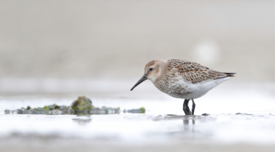 Naast de ijsvogel toch ook nog even op het wad gelegen en deze bonte strandloper kunnen fotograferen.
we hadden deze morgen erg slecht licht maar imo maakt het standpunt veel goed.