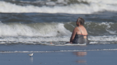 <i class='fa fa-user'></i> Gerard Visser |   Drieteenstrandloper  <i class='fa fa-eye'> 215</i>  <i class='fa fa-thumbs-up'> 9</i>   <i class='fa fa-comment-o'> 18</i>