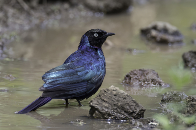 <i class='fa fa-user'></i> Paul van Giersbergen |   Blauwe Langstaartglansspreeuw  <i class='fa fa-eye'> 136</i>   <i class='fa fa-comment-o'> 2</i>