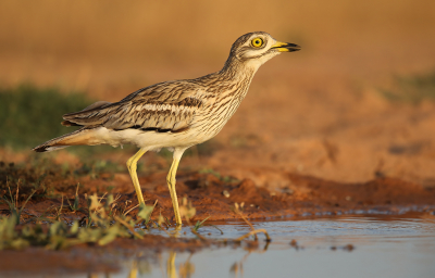 <i class='fa fa-user'></i> thijsglastra |   Griel  <i class='fa fa-eye'> 425</i>  <i class='fa fa-thumbs-up'> 26</i>   <i class='fa fa-comment-o'> 14</i>