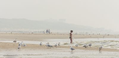 <i class='fa fa-user'></i> Wil Doorn-Meijne |   Zilvermeeuw  <i class='fa fa-eye'> 130</i>  <i class='fa fa-thumbs-up'> 6</i>   <i class='fa fa-comment-o'> 17</i>