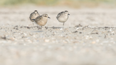 Een daagje naar IJmuiden geweest om vogels te fofograferen. Jammer dat de Zuidpier afgesloten was voor onderhoud. Dan maar op het strand. Het enige wat uwe zagen waren de Steenlopers. Ook wel leuk maar daar kwam ik niet voor. Verder weinig te zien. Tot ik aan het eind van de middag ineens een paar vogeltjes aan zag komen vliegen. Ze vlogen eerst naar de waterrand , toen ik daar naartoe liep vlogen ze weer weg, maar gelukkig landden ze een stukje verder weer op het strand. Dus toch nog leuke foto's kunnen maken. Was er heel blij mee.