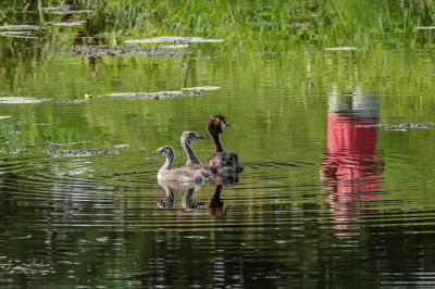 <i class='fa fa-user'></i> jacolienl |   Fuut  <i class='fa fa-eye'> 118</i>  <i class='fa fa-thumbs-up'> 4</i>   <i class='fa fa-comment-o'> 17</i>