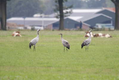 <i class='fa fa-user'></i> Gejo Wassink |   Kraanvogel  <i class='fa fa-eye'> 118</i>   <i class='fa fa-comment-o'> 17</i>