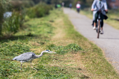 Tijdens een dagje vogelfotografie, liepen we een stuk op een zeer druk bereden fiets-/wandelpad. 'Vogel en de Mens', schoot het door mijn hoofd. Fietsers te over; hier moet het dus kunnen lukken. Nu 'alleen nog even' een Reiger of een zwaan of zo als voorgrond zien te vinden. En het cadeautje kwam vrij snel. Een Blauwe Reiger die ingespannen rondkeek en -liep, en zich niets van ons fotografen n niets van de fietsers aantrok. Ik heb daar een leuke serie foto's gemaakt. 
De reiger leek totaal niet verstoord te worden door alle menselijke drukte om hem heen. Ik kom hem met gemak vrij dicht benaderen, en het leek wel alsof hij al die fietsers niet eens zag. (Door een brommer vloog hij even later overigens wel weg.)