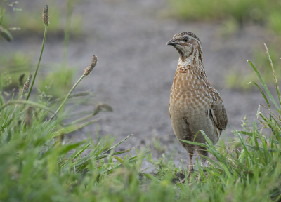 <i class='fa fa-user'></i> Fred |   Kwartel  <i class='fa fa-eye'> 356</i>  <i class='fa fa-thumbs-up'> 27</i>   <i class='fa fa-comment-o'> 15</i>