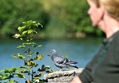 <i class='fa fa-user'></i> RTL |   Rotsduif  <i class='fa fa-eye'> 119</i>   <i class='fa fa-comment-o'> 19</i>