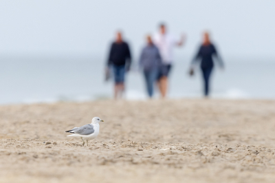 <i class='fa fa-user'></i> Katoo |   Stormmeeuw  <i class='fa fa-eye'> 99</i>  <i class='fa fa-thumbs-up'> 4</i>   <i class='fa fa-comment-o'> 18</i>