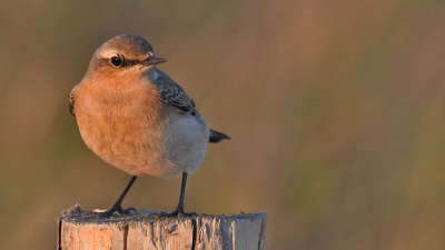 Deze jonge Tapuit bleef wel heel mooi paalzitten! Het was vlak voor zonsondergang en de vogel kon tot op 2 meter worden benaderd. In de buurt vlogen meer Tapuiten rond, ook adulten. De oudere vogels waren veel schuwer.