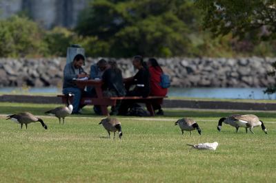 <i class='fa fa-user'></i> jan Luit |   Grote Canadese Gans  <i class='fa fa-eye'> 101</i>   <i class='fa fa-comment-o'> 17</i>