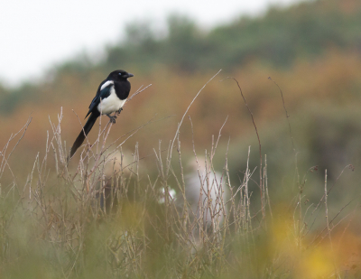 <i class='fa fa-user'></i> hansgans |   Ekster  <i class='fa fa-eye'> 102</i>  <i class='fa fa-thumbs-up'> 1</i>   <i class='fa fa-comment-o'> 17</i>