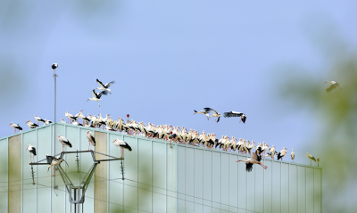 <i class='fa fa-user'></i> josephine |   Ooievaar  <i class='fa fa-eye'> 401</i>  <i class='fa fa-thumbs-up'> 22</i>   <i class='fa fa-comment-o'> 13</i>