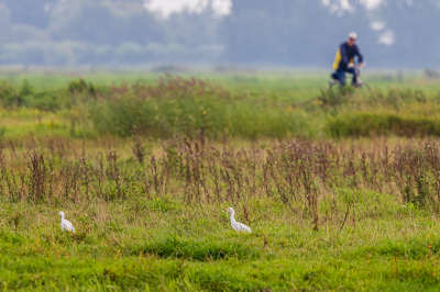 <i class='fa fa-user'></i> jwchess |   Koereiger  <i class='fa fa-eye'> 109</i>  <i class='fa fa-thumbs-up'> 3</i>   <i class='fa fa-comment-o'> 18</i>