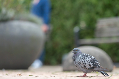 Deze duif keek al wat meewarig, zo van: ' waar ben jij nou mee bezig? ' Zusje op de achtergrond ziet zich ooit nog onthoofd terug. Lastige opdracht al met al,  maar wel leuk!