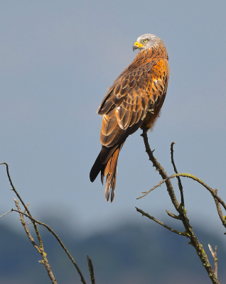 <i class='fa fa-user'></i> fvanderkruk |   Rode Wouw  <i class='fa fa-eye'> 359</i>  <i class='fa fa-thumbs-up'> 28</i>   <i class='fa fa-comment-o'> 10</i>