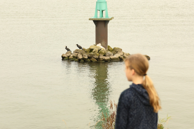 <i class='fa fa-user'></i> hjstukker |   Aalscholver  <i class='fa fa-eye'> 101</i>   <i class='fa fa-comment-o'> 17</i>