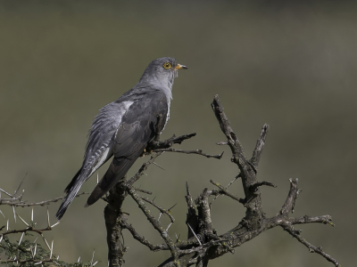 <i class='fa fa-user'></i> Paul van Giersbergen |   Afrikaanse Koekoek  <i class='fa fa-eye'> 207</i>  <i class='fa fa-thumbs-up'> 14</i>   <i class='fa fa-comment-o'> 7</i>