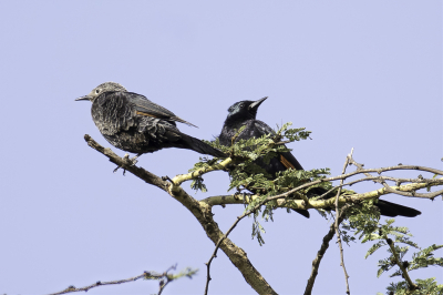 <i class='fa fa-user'></i> Paul van Giersbergen |   Kaneelvleugelspreeuw  <i class='fa fa-eye'> 137</i>   <i class='fa fa-comment-o'> 0</i>
