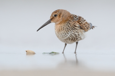 <i class='fa fa-user'></i> Hans Overduin |   Bonte Strandloper  <i class='fa fa-eye'> 322</i>  <i class='fa fa-thumbs-up'> 34</i>   <i class='fa fa-comment-o'> 15</i>