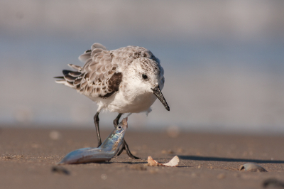 <i class='fa fa-user'></i> Annie Keizer |   Drieteenstrandloper  <i class='fa fa-eye'> 369</i>  <i class='fa fa-thumbs-up'> 18</i>   <i class='fa fa-comment-o'> 11</i>