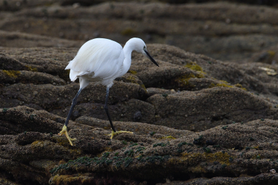 Een bewolkte ochtend aan de kust. Het is laagwater en de rotsen bieden volop voedsel voor de vogels. Deze helderwitte reiger met zijn geelgroene voeten scharrelt rustig rond terwijl ik dichterbij kom. Het contrast met de donkere begroeide rotsen is prachtig om te zien.