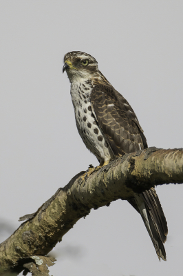 <i class='fa fa-user'></i> Paul van Giersbergen |   Afrikaanse Koekoekswouw  <i class='fa fa-eye'> 194</i>  <i class='fa fa-thumbs-up'> 1</i>   <i class='fa fa-comment-o'> 3</i>