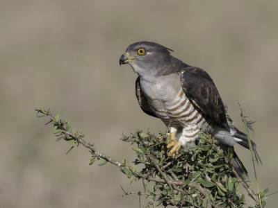 <i class='fa fa-user'></i> Paul van Giersbergen |   Afrikaanse Koekoekswouw  <i class='fa fa-eye'> 308</i>  <i class='fa fa-thumbs-up'> 27</i>   <i class='fa fa-comment-o'> 10</i>