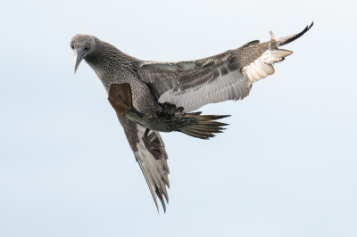 <i class='fa fa-user'></i> John_Jak |   Jan-van-gent  <i class='fa fa-eye'> 468</i>  <i class='fa fa-thumbs-up'> 14</i>   <i class='fa fa-comment-o'> 8</i>