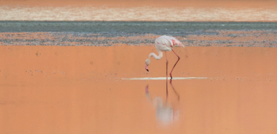 <i class='fa fa-user'></i> Leo Tukker |   Flamingo  <i class='fa fa-eye'> 237</i>  <i class='fa fa-thumbs-up'> 13</i>   <i class='fa fa-comment-o'> 6</i>