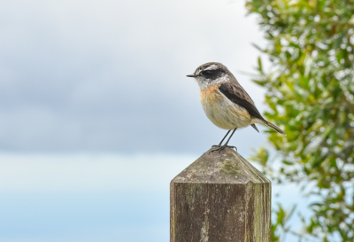 <i class='fa fa-user'></i> Michiel H. |   Runionroodborsttapuit  <i class='fa fa-eye'> 213</i>  <i class='fa fa-thumbs-up'> 2</i>   <i class='fa fa-comment-o'> 5</i>