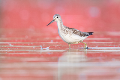 <i class='fa fa-user'></i> Katoo |   Groenpootruiter  <i class='fa fa-eye'> 363</i>  <i class='fa fa-thumbs-up'> 35</i>   <i class='fa fa-comment-o'> 23</i>