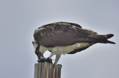 Vanuit de auto zag ik deze visarend zitten. Omdat er net vele zwaluwen vanuit Noord Amerika hier op Curaao zijn aangekomen, wilde ik die gaan fotograferen. Even dacht ik dat de visarend een zwaluw had gepakt, maar het lijkt toch een vis te zijn. De foto vanuit de auto gemaakt om de visarend niet te verstoren.Ruim een kwartier wel 100 foto's geschoten.