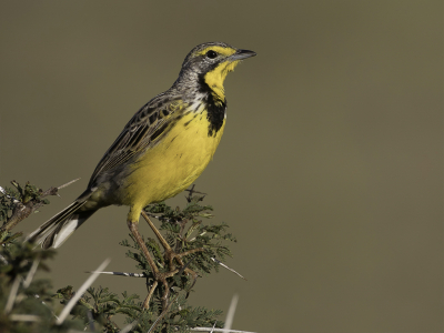 <i class='fa fa-user'></i> Paul van Giersbergen |   Geelkeellangklauw  <i class='fa fa-eye'> 162</i>  <i class='fa fa-thumbs-up'> 6</i>   <i class='fa fa-comment-o'> 3</i>
