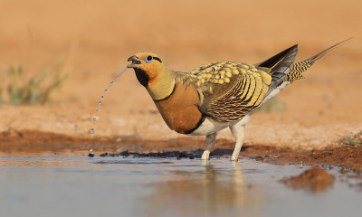 <i class='fa fa-user'></i> thijsglastra |   Witbuikzandhoen  <i class='fa fa-eye'> 506</i>  <i class='fa fa-thumbs-up'> 43</i>   <i class='fa fa-comment-o'> 22</i>