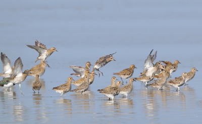 Momenteel heel veel goudplevieren in het lauwersmeer.
dit groepje in mooi licht kunnen fotograferen