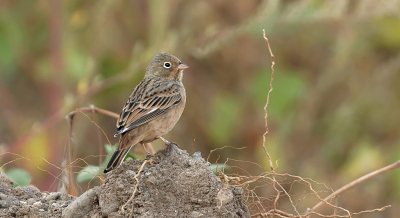<i class='fa fa-user'></i> Leo Tukker |   Bruinkeelortolaan  <i class='fa fa-eye'> 265</i>  <i class='fa fa-thumbs-up'> 8</i>   <i class='fa fa-comment-o'> 8</i>
