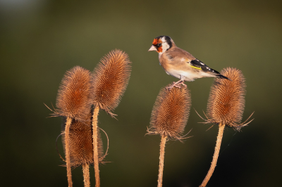 <i class='fa fa-user'></i> Vincent Vuik |   Putter  <i class='fa fa-eye'> 371</i>  <i class='fa fa-thumbs-up'> 25</i>   <i class='fa fa-comment-o'> 23</i>