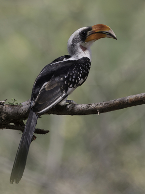 <i class='fa fa-user'></i> Paul van Giersbergen |   Jacksons Tok  <i class='fa fa-eye'> 156</i>   <i class='fa fa-comment-o'> 5</i>