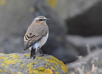 <i class='fa fa-user'></i> henkdikkers |   Tapuit  <i class='fa fa-eye'> 232</i>  <i class='fa fa-thumbs-up'> 13</i>   <i class='fa fa-comment-o'> 9</i>