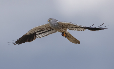 <i class='fa fa-user'></i> Jan P |   Grauwe Kiekendief  <i class='fa fa-eye'> 318</i>  <i class='fa fa-thumbs-up'> 15</i>   <i class='fa fa-comment-o'> 10</i>