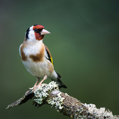 Leuke gekleurde vogeltjes deze 'distelvinken', Je hoort ze vaak van afstand komen en ze zijn zelde eenzaam.