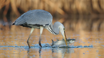 <i class='fa fa-user'></i> corvanspijk |   Blauwe Reiger  <i class='fa fa-eye'> 325</i>  <i class='fa fa-thumbs-up'> 17</i>   <i class='fa fa-comment-o'> 13</i>