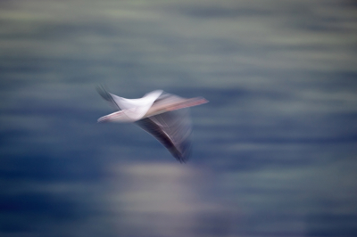 Ja daar gaan we weer, ook bij deze foto zijn de grenzen opgezocht van het toelaatbaarheid hier op Birdpix. Deze vorm van fotografie gaat natuurlijk niet om herkenbaarheid maar om een gevoel zichtbaar te maken die ik als fotograaf beleef. De ene vind het prachtig de ander ziet er niks in. 
Mag dit nog 'vogel' fotografie heten als zelfs de kop, ja eigenlijk alles niet scherp is? expres? Natuurlijk ik zit achter die knoppen van de kamera. Het kan soms uren duren voordat ik eindelijk die foto krijg die het juiste gevoel weergeeft. 
Laat maar horen wat jullie ervan vinden, ook als die in het 'prullebak' album komt.