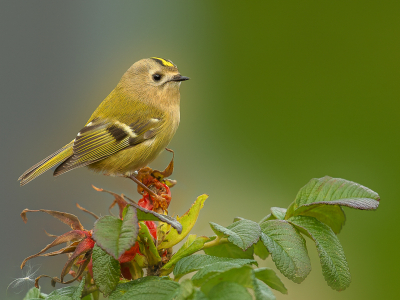 <i class='fa fa-user'></i> Annie Keizer |   Goudhaan  <i class='fa fa-eye'> 354</i>  <i class='fa fa-thumbs-up'> 25</i>   <i class='fa fa-comment-o'> 18</i>