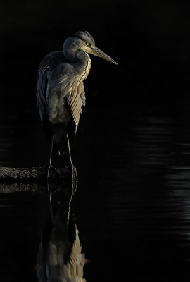 <i class='fa fa-user'></i> Johan G |   Blauwe Reiger  <i class='fa fa-eye'> 202</i>  <i class='fa fa-thumbs-up'> 10</i>   <i class='fa fa-comment-o'> 6</i>